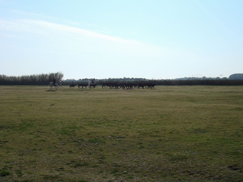 dsc00868.jpg