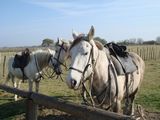 dsc00854.jpg