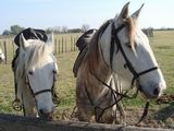dsc00861.jpg