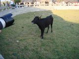 dsc00918.jpg