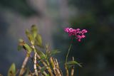 img_4371.jpg