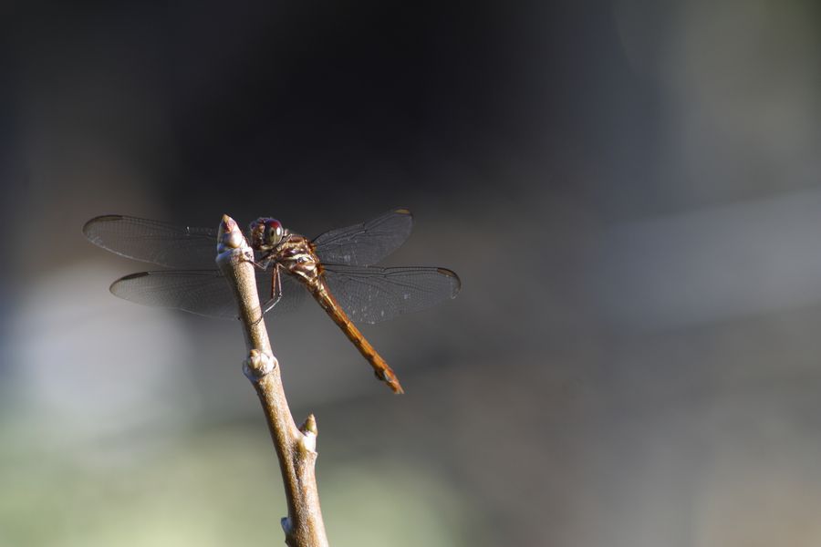 crw_0803_rj.jpg