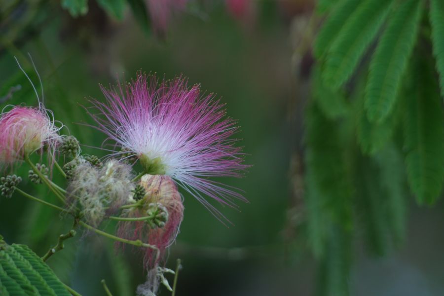 crw_5724_rj.jpg