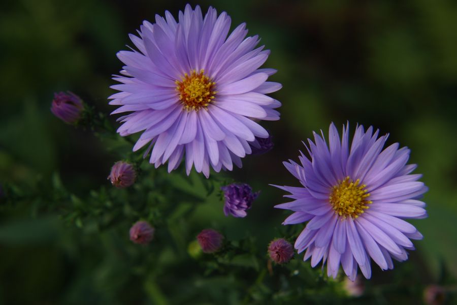 crw_8600_rj.jpg