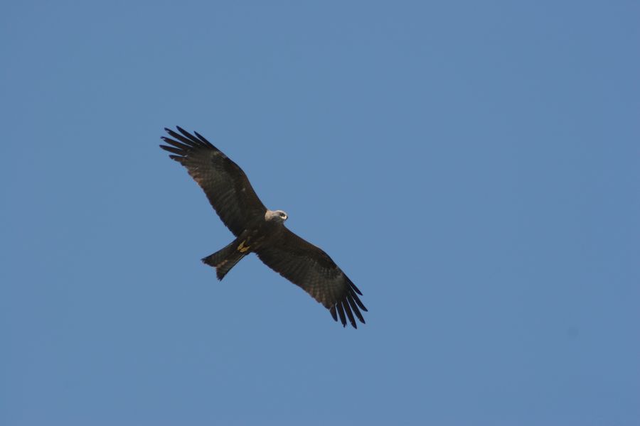 img_9953.jpg