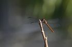 crw_0800_rj.jpg