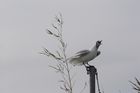 img_7341.jpg